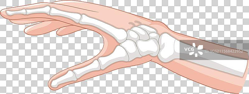 手骨和皮肤的详细结构图片素材