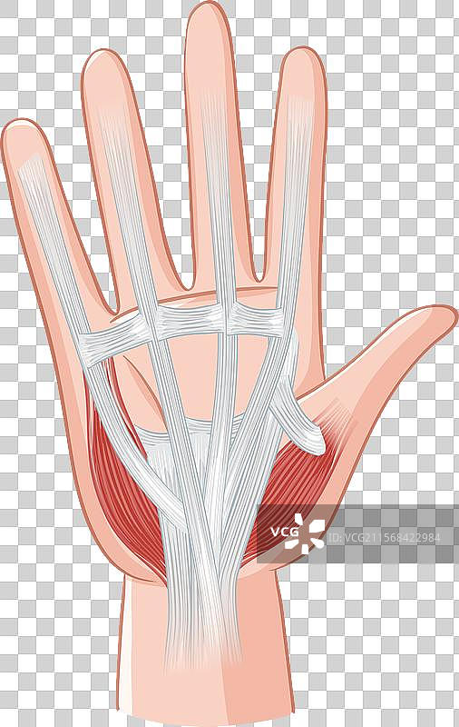 手部肌肉和肌腱的详细结构图片素材