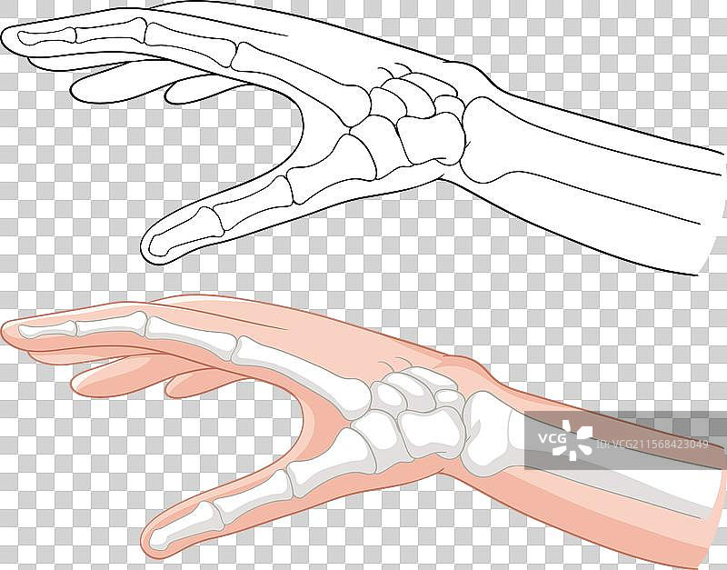 手骨和皮肤的详细结构图片素材