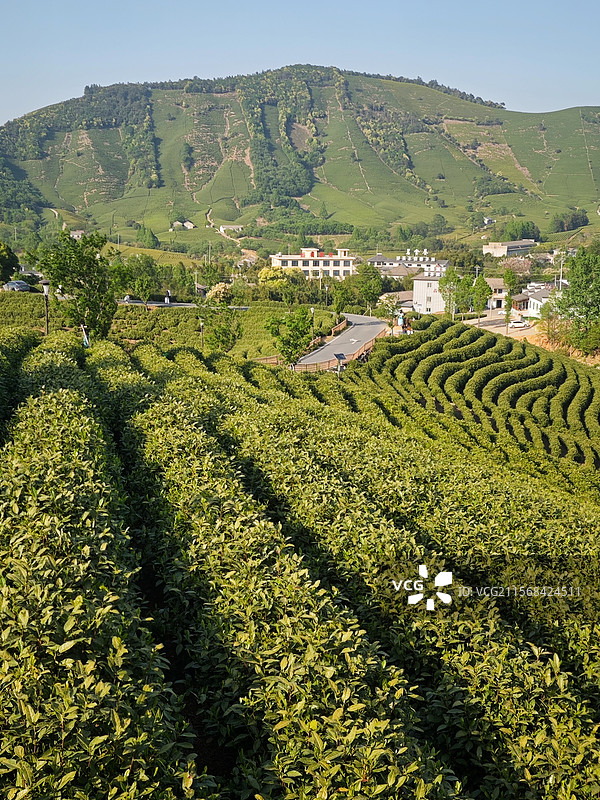 安吉白茶茶园自然风光图片素材