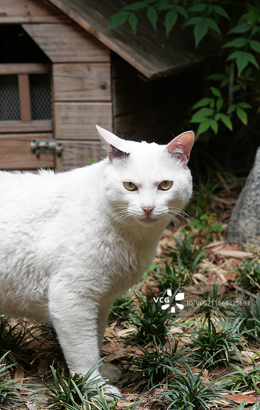 猫的眼神特写图片素材