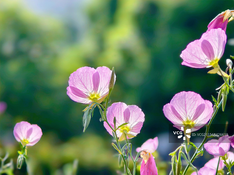 粉色的月见草图片素材