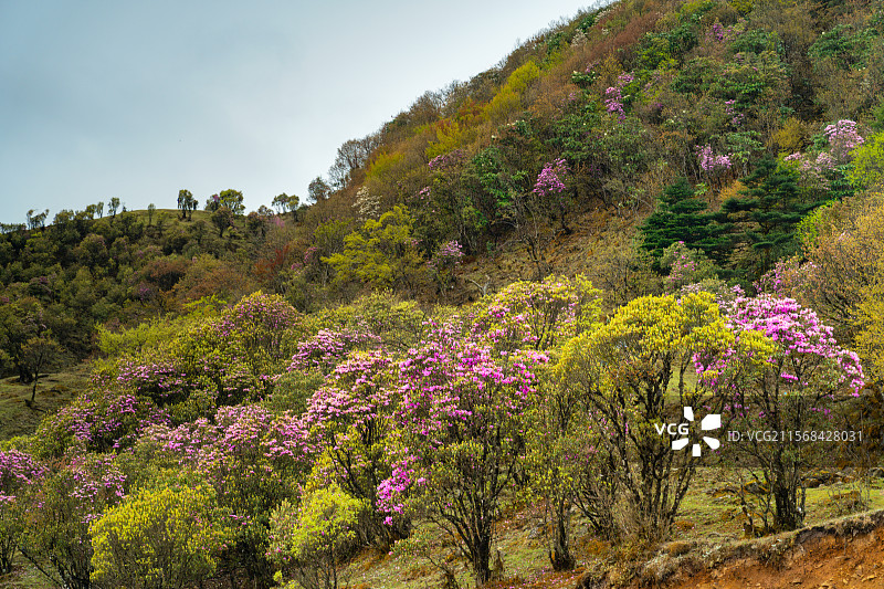 云南大理白族自治州剑川县马登镇马象公路杜鹃花观景点图片素材
