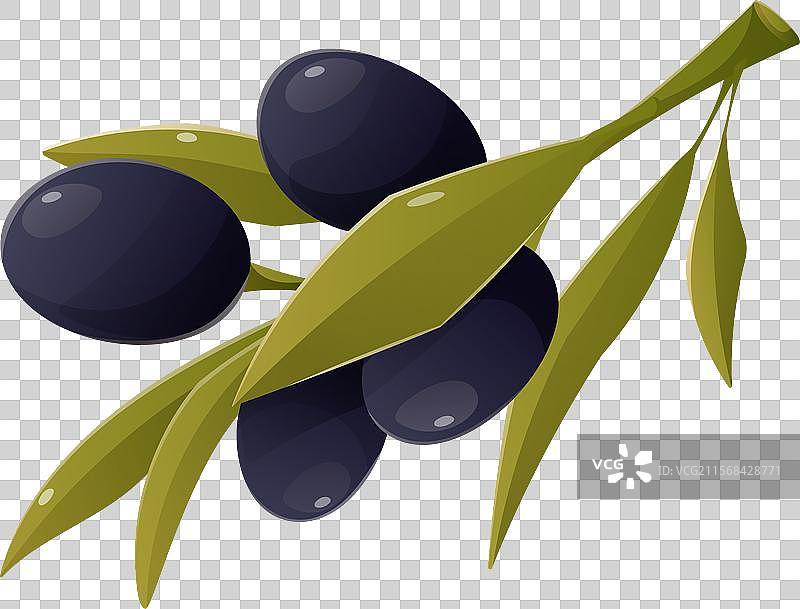 带有黑色浆果和叶子的橄榄枝图片素材