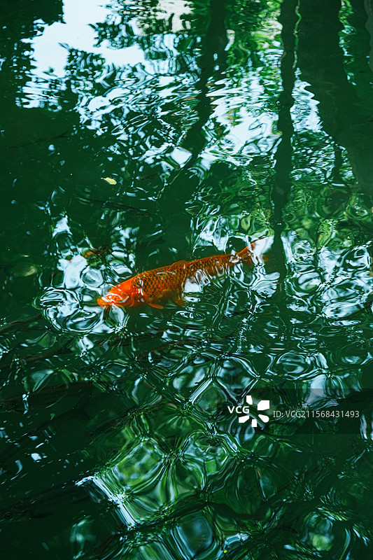 乌镇，江南水乡，西栅景区图片素材