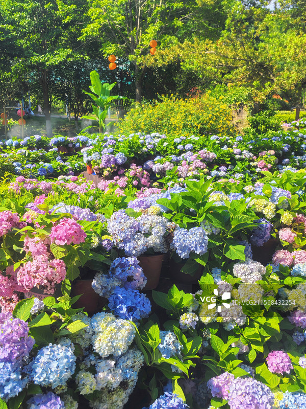 通天岩绣球花图片素材
