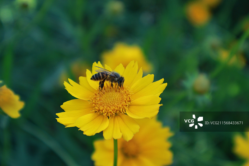 采小黄花蜂蜜的蜜蜂图片素材