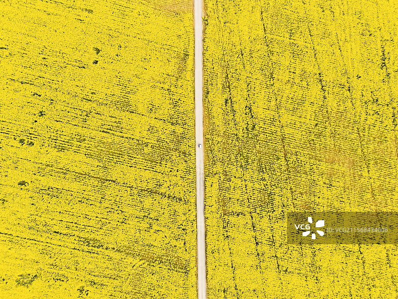 金色大道图片素材