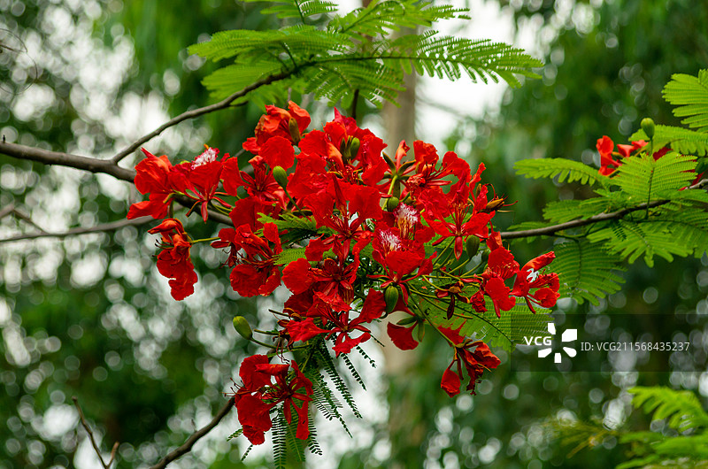 佛山市顺德均安南沙村的凤凰木图片素材