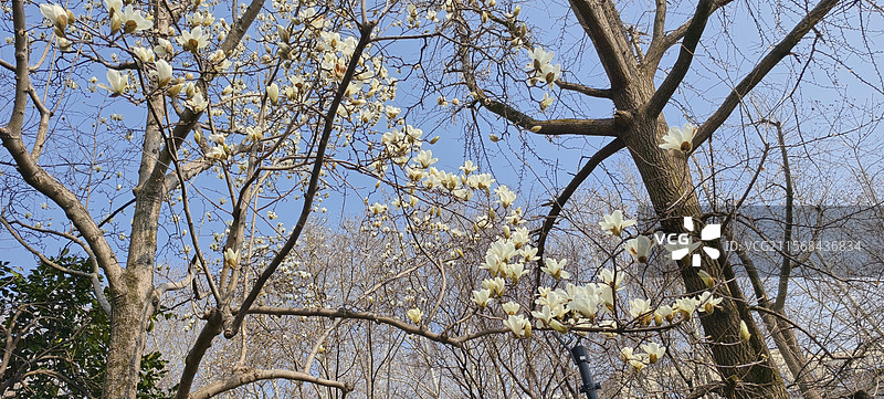 白玉兰·杭州西湖图片素材