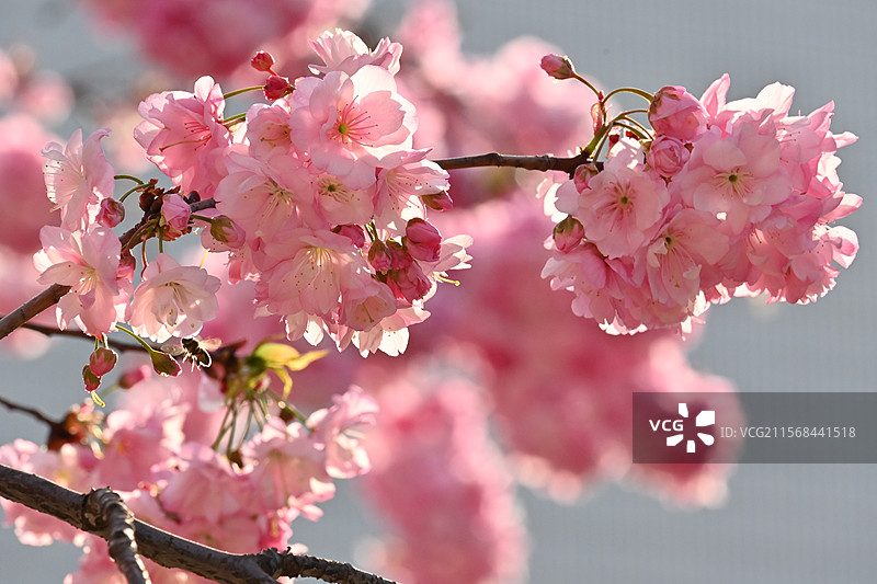昆明的樱花图片素材