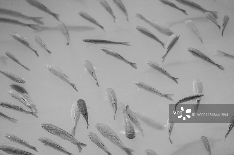 北京颐和园长春亭杂乱无章的鱼类图片素材