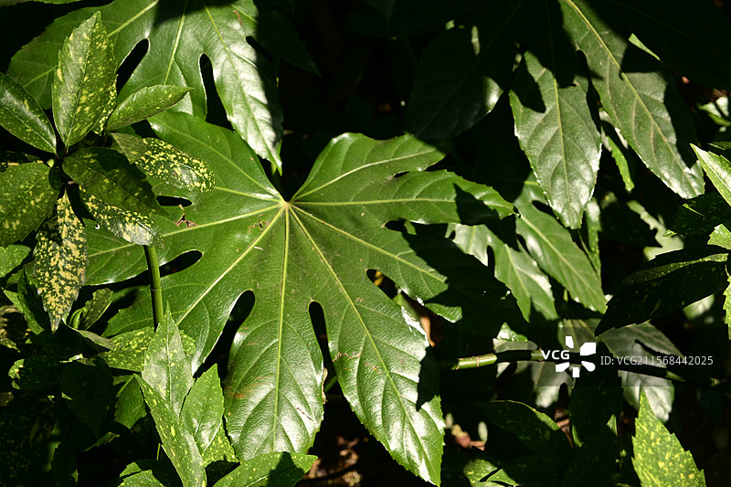 阳光下的八角金盘图片素材