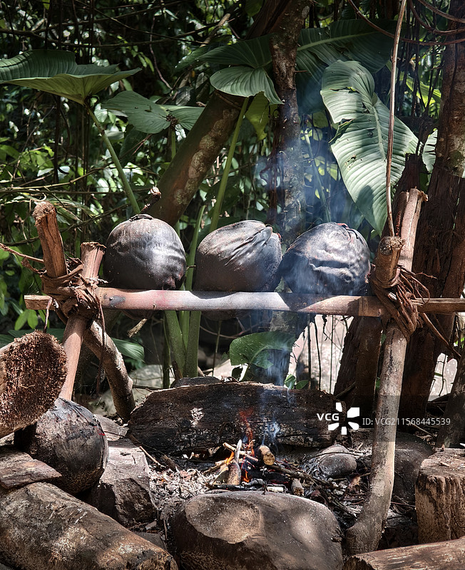 火烤椰子，原始部落人们的美食。图片素材