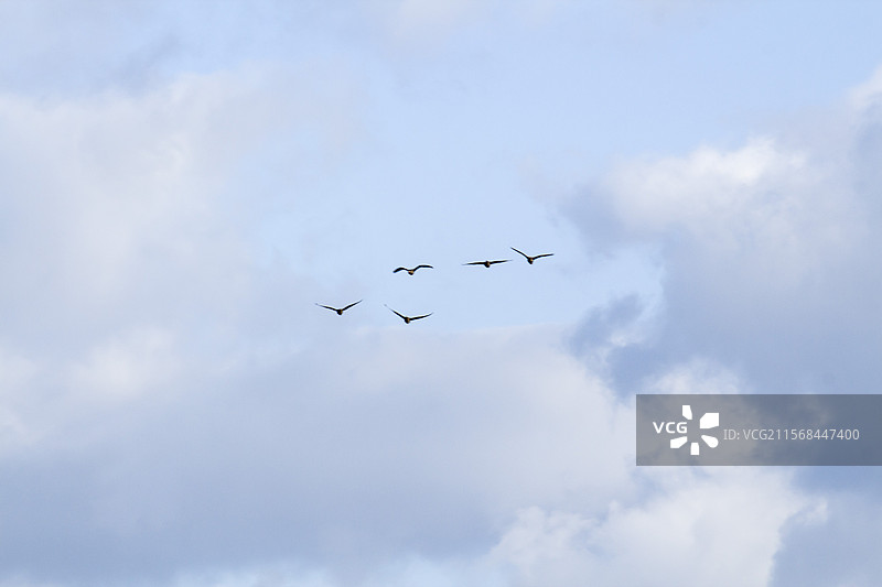 天空大雁图片素材