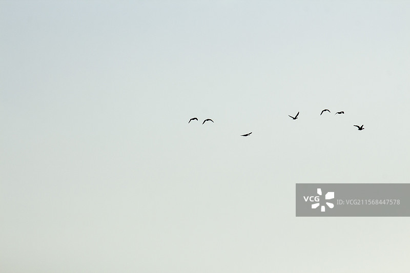 天空大雁图片素材