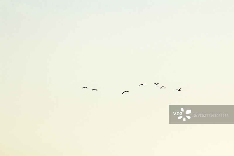 天空大雁图片素材