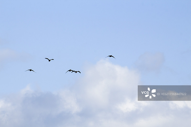天空大雁图片素材