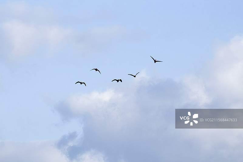 天空大雁图片素材