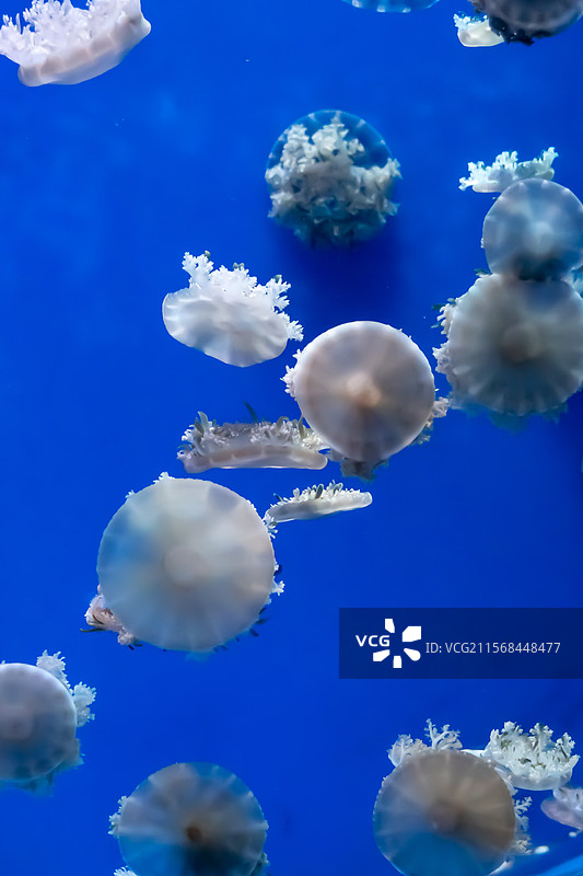 国家海洋博物馆的水母——DSC03177图片素材
