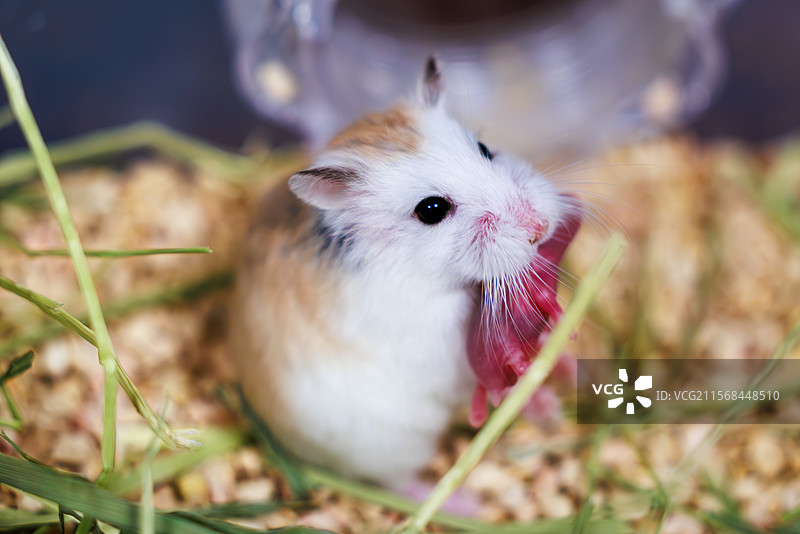 《仓鼠妈妈叼幼崽》——初生的柔情在齿间传递，生命的守护如此温柔动人图片素材