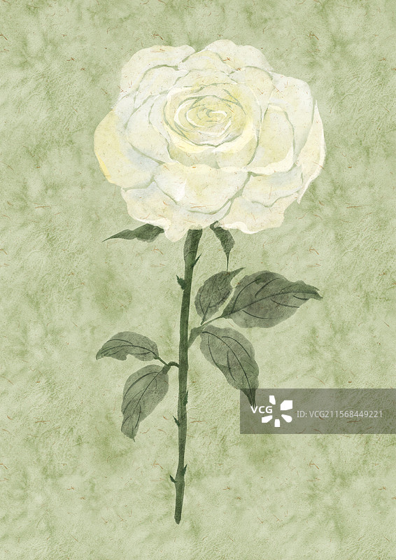 白玫瑰插画图片素材