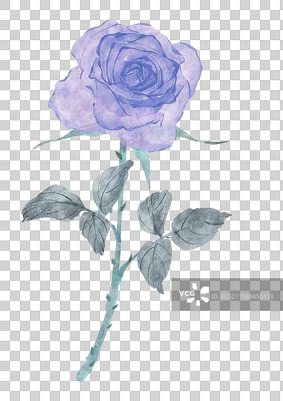 玫瑰花元素图片素材