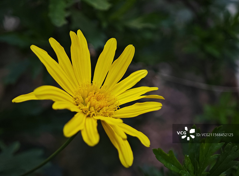 山金车图片素材