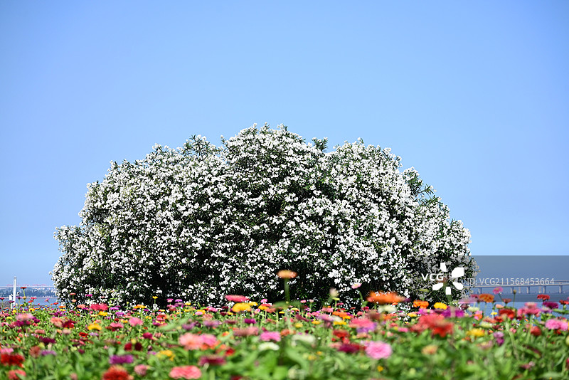 夹竹桃花图片素材