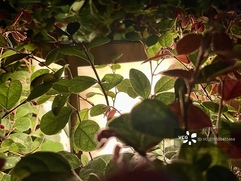 夜灯与花叶图片素材