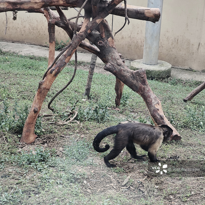 合肥野生动物园的网红丑猴大壮图片素材