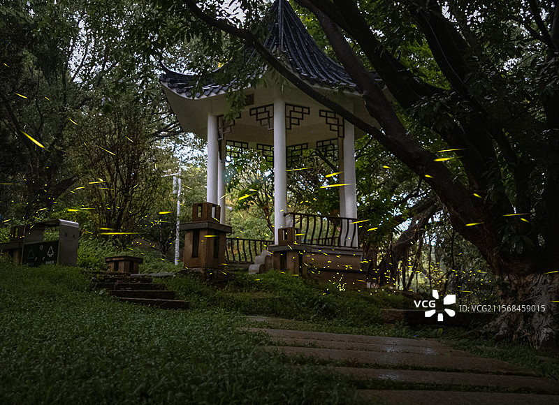 广州大夫山萤火虫图片素材