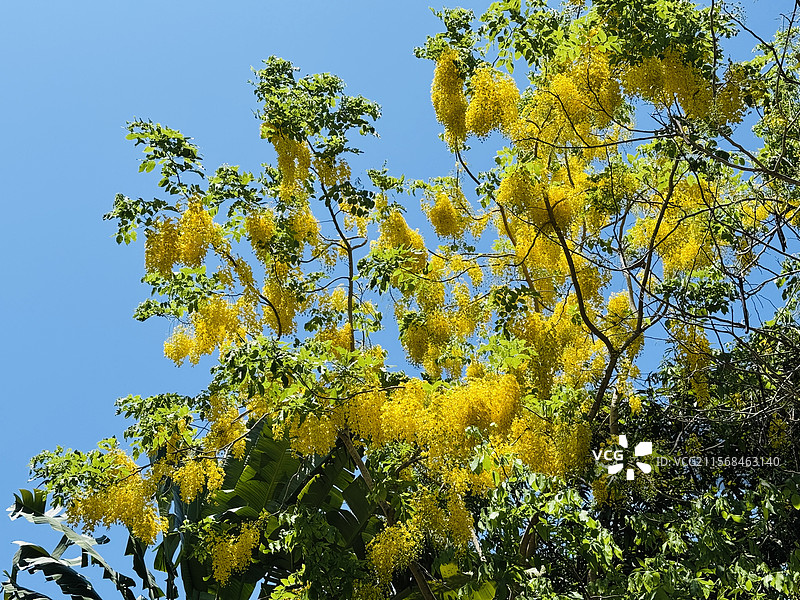 满城尽带黄金甲——腊杨树金花绽放图片素材