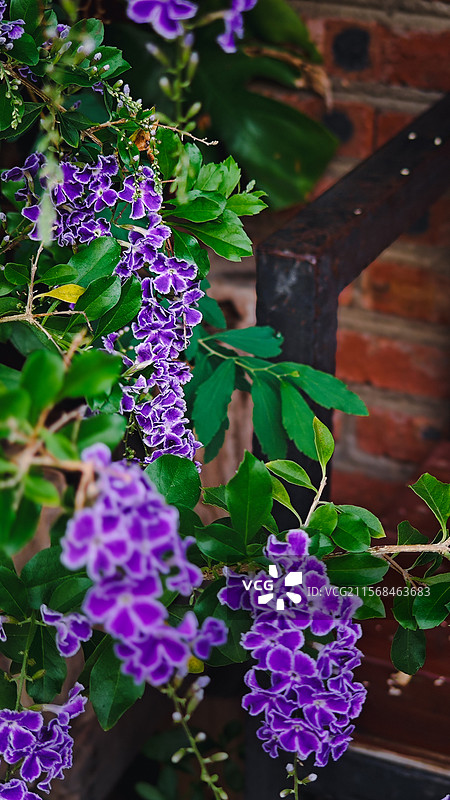 柔枝翠叶假连翘，紫瓣银边妩媚紫色假连翘花图片素材