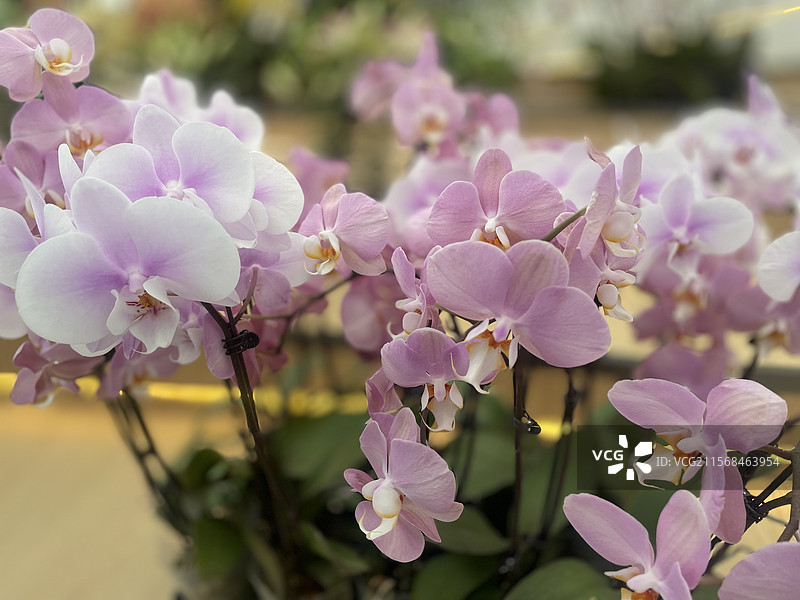 蝴蝶兰图片素材