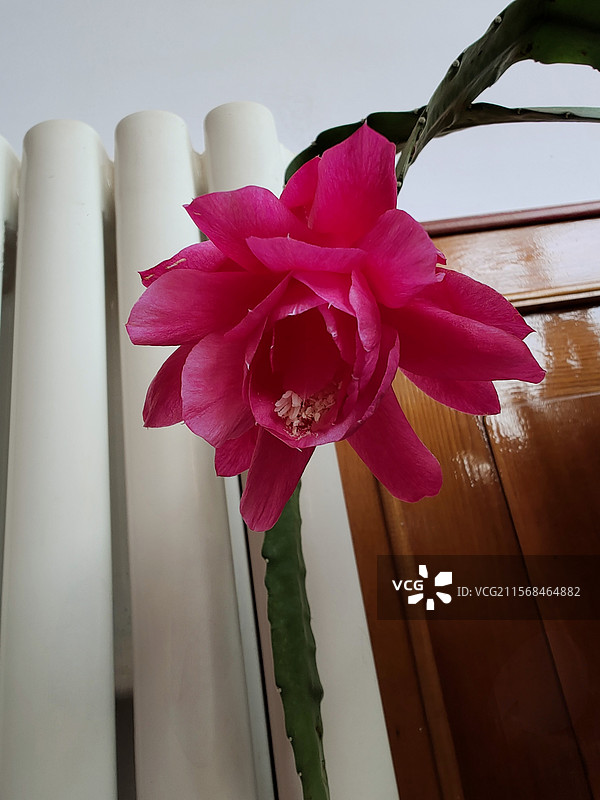 令箭荷花（孔雀兰仙）图片素材