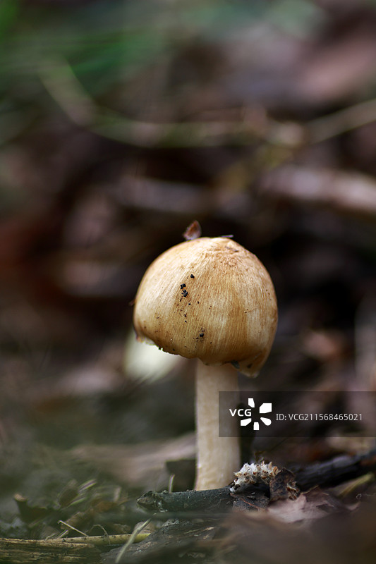 野生蘑菇图片素材