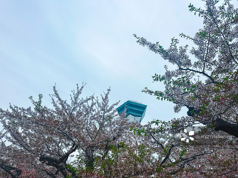 五棱郭公园的樱花图片素材