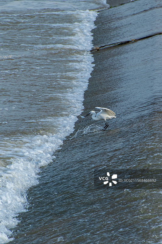 渭河湿地公园白鹭与燕鸥捕食中图片素材
