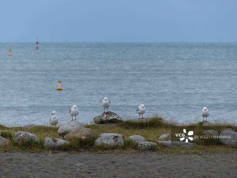 海鸥发呆图片素材