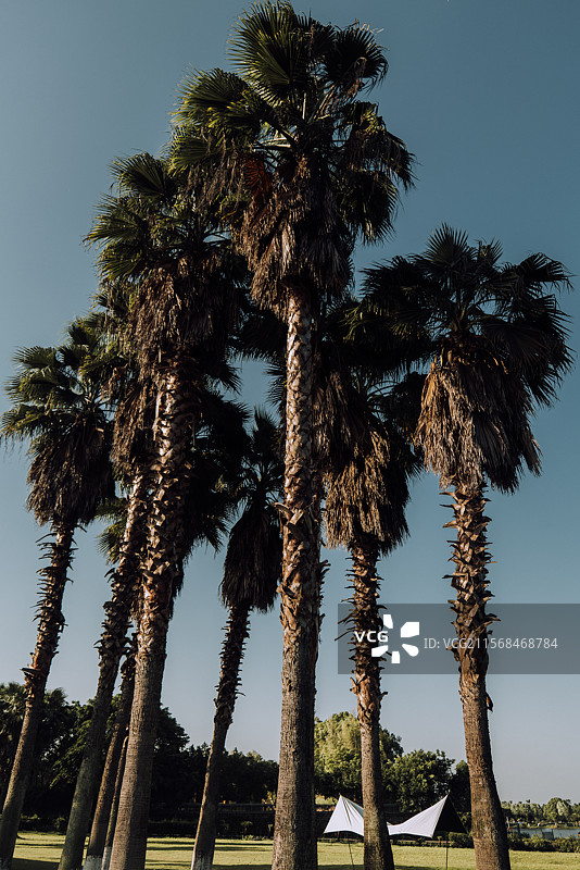 龙水湖棕榈树图片素材