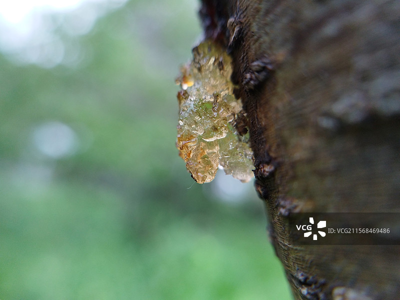 天然树脂桃胶图片素材