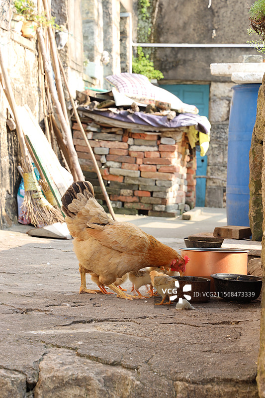 鸡图片素材