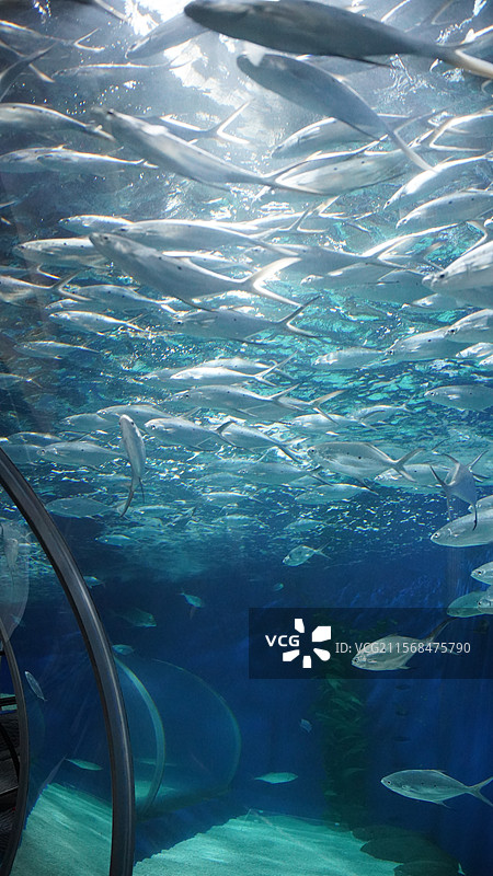 上海海洋水族馆图片素材