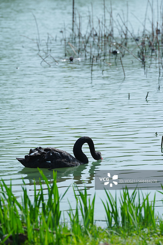 扬州，瘦西湖景区，黑天鹅图片素材