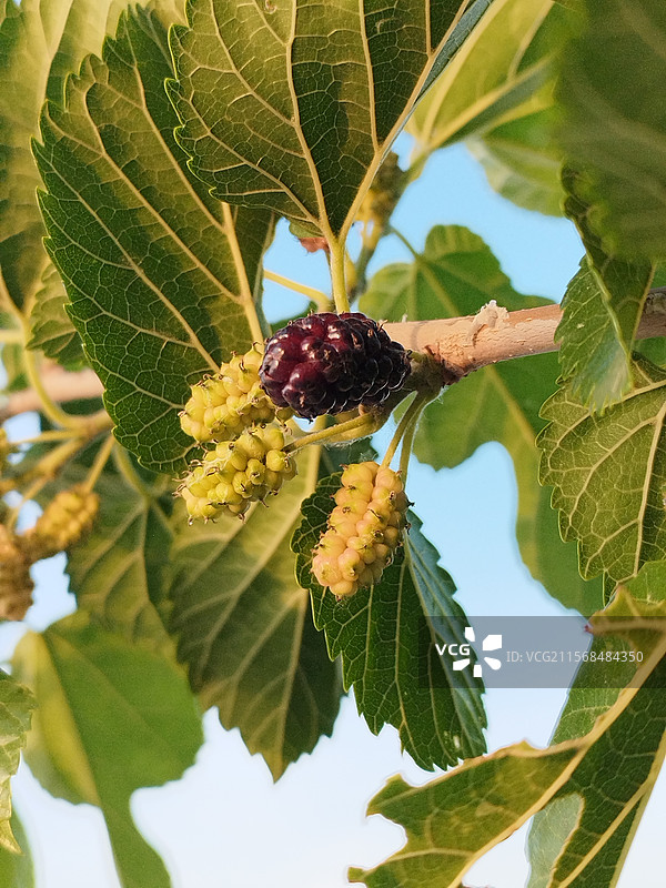 桑树上生长的桑葚图片素材