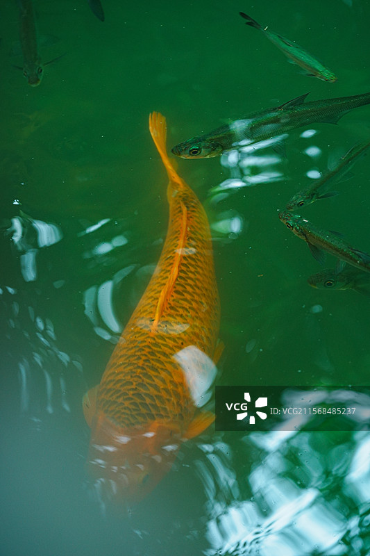 乌镇，江南水乡，西栅景区，世界互联网大会，乌镇戏剧节图片素材