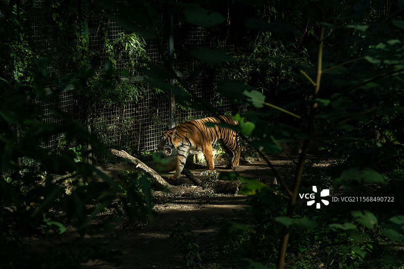 丛林中的老虎图片素材
