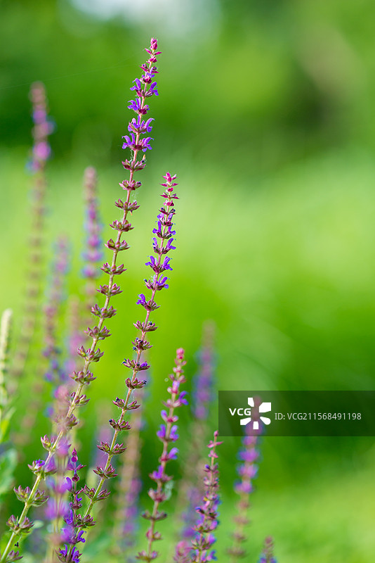 林荫鼠尾草图片素材