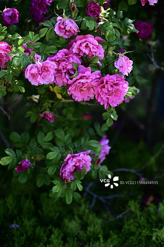 青岛莱西市休体公园的玫瑰花图片素材